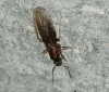 Nylanderia fulva