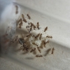 Nylanderia sp. - 7/6/20