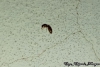 Brachymyrmex sp.