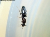 Brachymyrmex