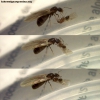 Reina Brachymyrmex_b7