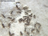 Brachymyrmex_17_Sep_2