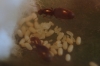 Reinas Brachymyrmex con ninfas