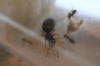 Reina Brachymyrmex con nurses