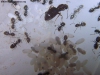Brachymyrmex (Noviembre #1 28 Abril 15)