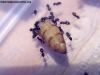 Brachymyrmex (Noviembre #1)_11