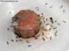 Brachymyrmex (Noviembre1 24 Feb 15)