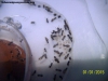 Brachymyrmex (Noviembre #1)_6