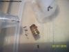 Brachymyrmex (Noviembre #1)_9