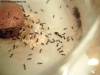 Brachymyrmex (Noviembre2 12 mar 15)