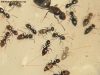 Brachymyrmex (Noviembre2 12 mar 15)2