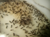 Plagiolepis 5 Dic_3