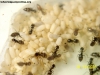 Brachymyrmex_6_Nov_3