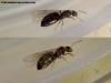 Reina Brachymyrmex_1