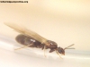 Brachymyrmex_14_Nov_16_1
