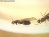 Brachymyrmex_14_Nov_16_2