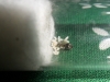 Reina 1 Brachymyrmex