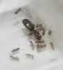 Brachymyrmex Sp.
