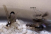 Brachymyrmex