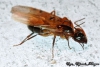 Camponotus sp.