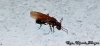 Camponotus sexgutattus
