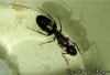 Camponotus sexgutattus