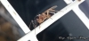 Camponotus sp.
