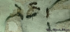 Camponotus sexgutattus