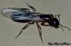 Camponotus atriceps