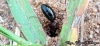 camponotus punctulatus