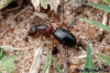 Camponotus sp.