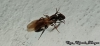 Camponotus sexgutattus