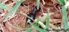 camponotus punctulatus