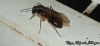 Camponotus atriceps