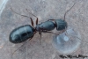 Camponotus sp.