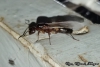 Camponotus sexgutattus