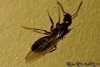 Camponotus sp.