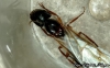 Camponotus renggeri