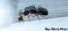 Camponotus sp.