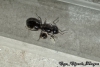 Camponotus sexgutattus