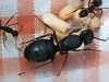 Reina Camponotus Morosus