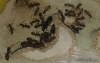 Camponotus sexgutattus