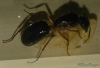 Camponotus atriceps
