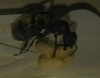 Camponotus mus