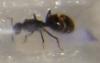 Reina Camponotus de Argentina(lucyg)