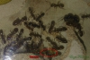 Camponotus sexgutattus