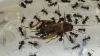 Camponotus mus 02
