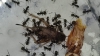 Camponotus mus 03
