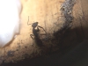 Camponotus jardin_3
