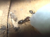 Camponotus jardin_4